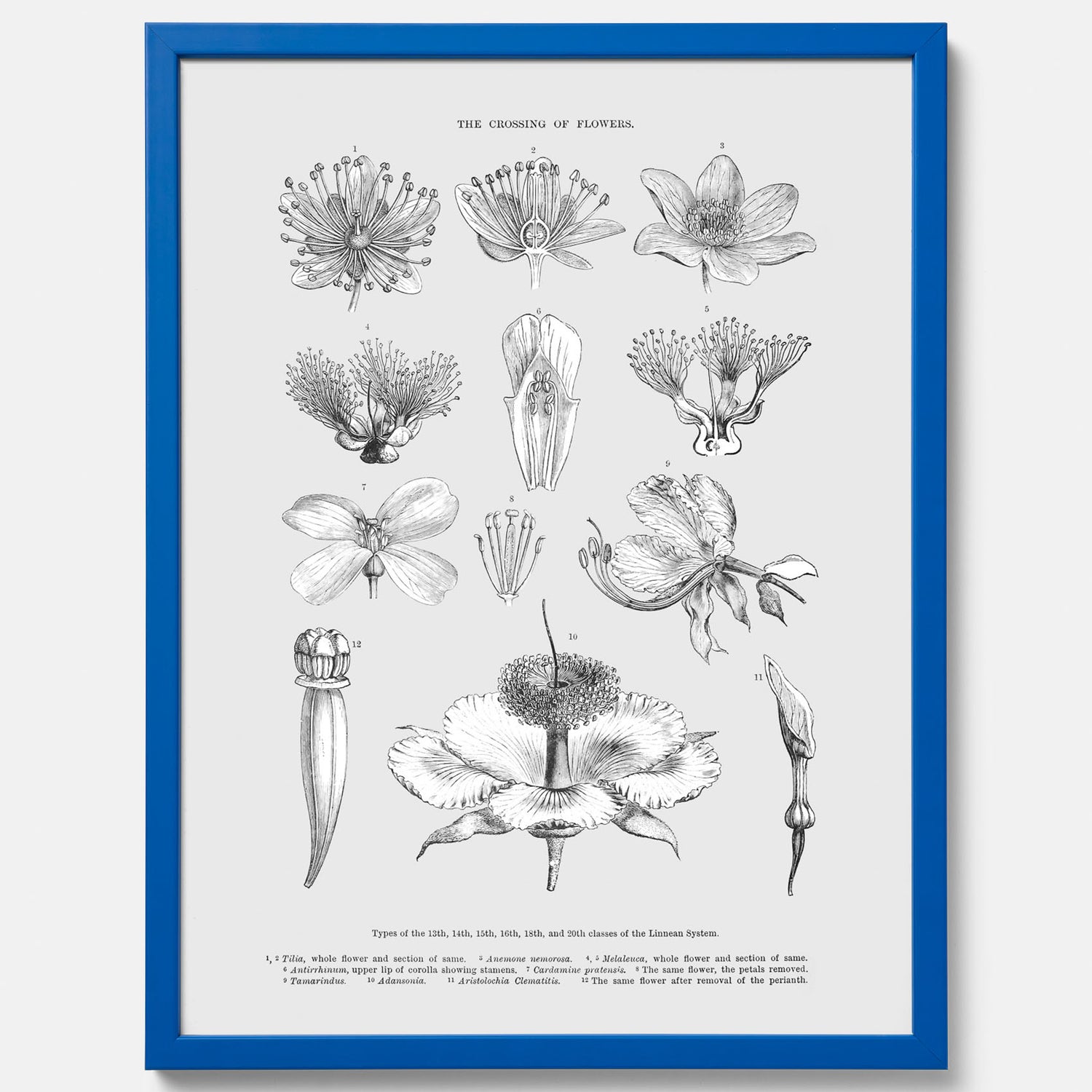 En vintageposter som föreställer blommor utifrån Linnésystemet (även kallad Linnés sexualsystem)