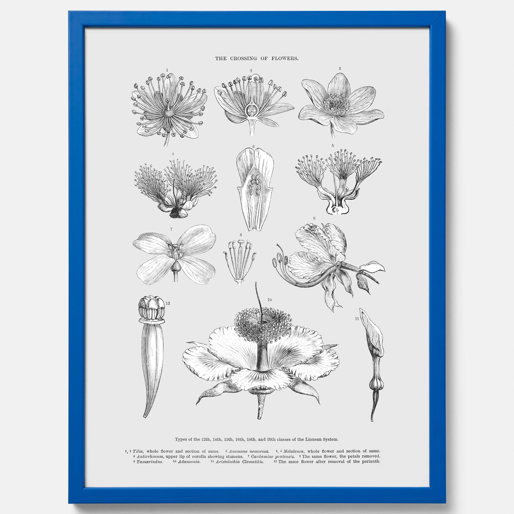 En vintageposter som föreställer blommor utifrån Linnésystemet (även kallad Linnés sexualsystem)