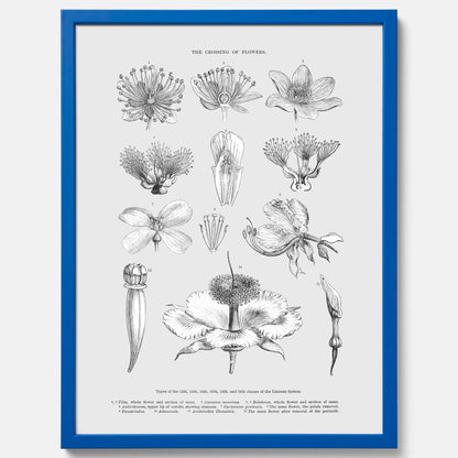 En vintageposter som föreställer blommor utifrån Linnésystemet (även kallad Linnés sexualsystem)