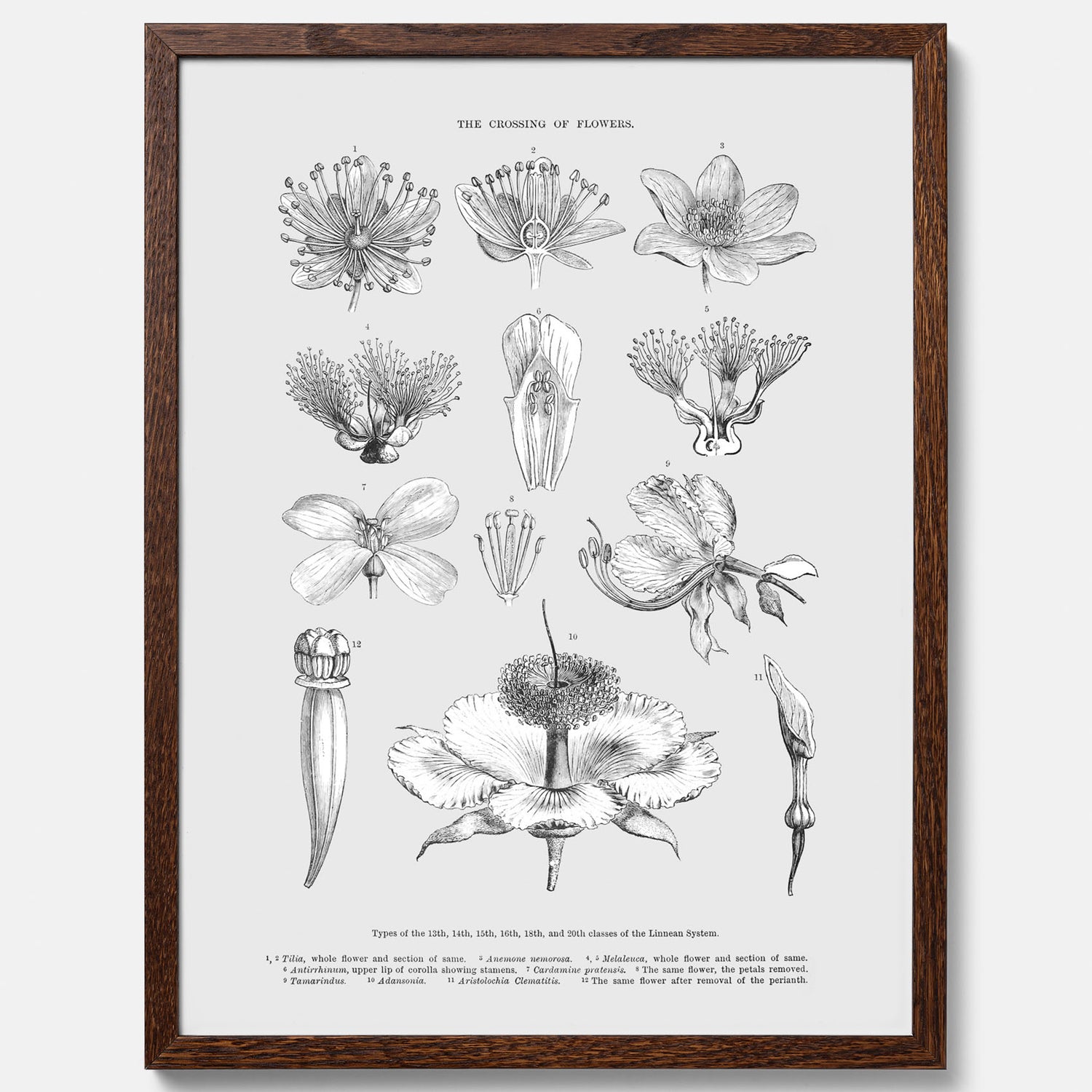En vintageposter som föreställer blommor utifrån Linnésystemet (även kallad Linnés sexualsystem)