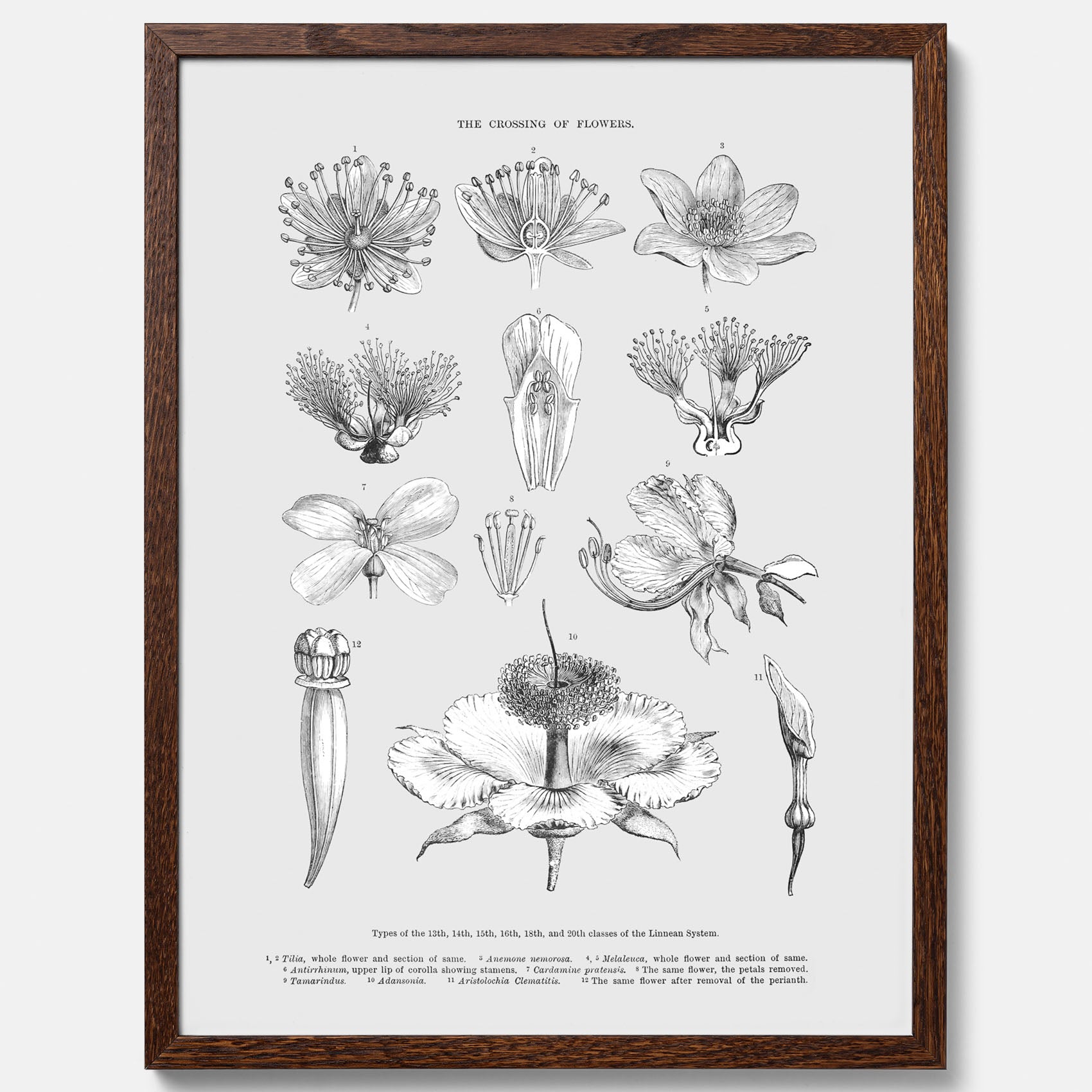 En vintageposter som föreställer blommor utifrån Linnésystemet (även kallad Linnés sexualsystem)