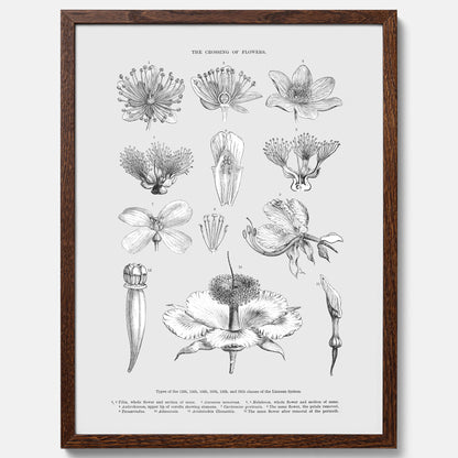 En vintageposter som föreställer blommor utifrån Linnésystemet (även kallad Linnés sexualsystem)