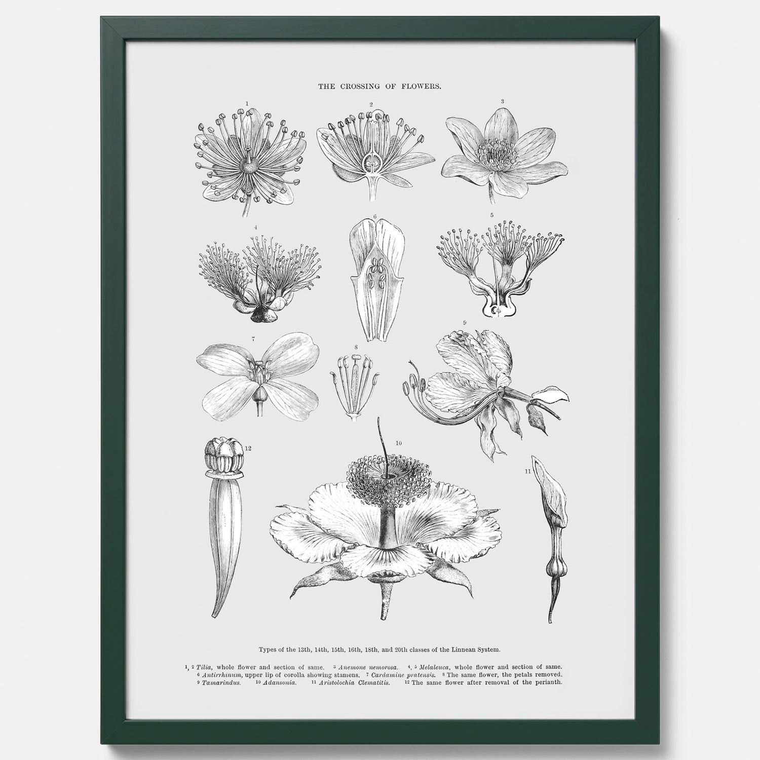En vintageposter som föreställer blommor utifrån Linnésystemet (även kallad Linnés sexualsystem)