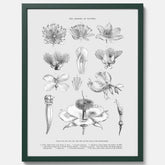 En vintageposter som föreställer blommor utifrån Linnésystemet (även kallad Linnés sexualsystem)