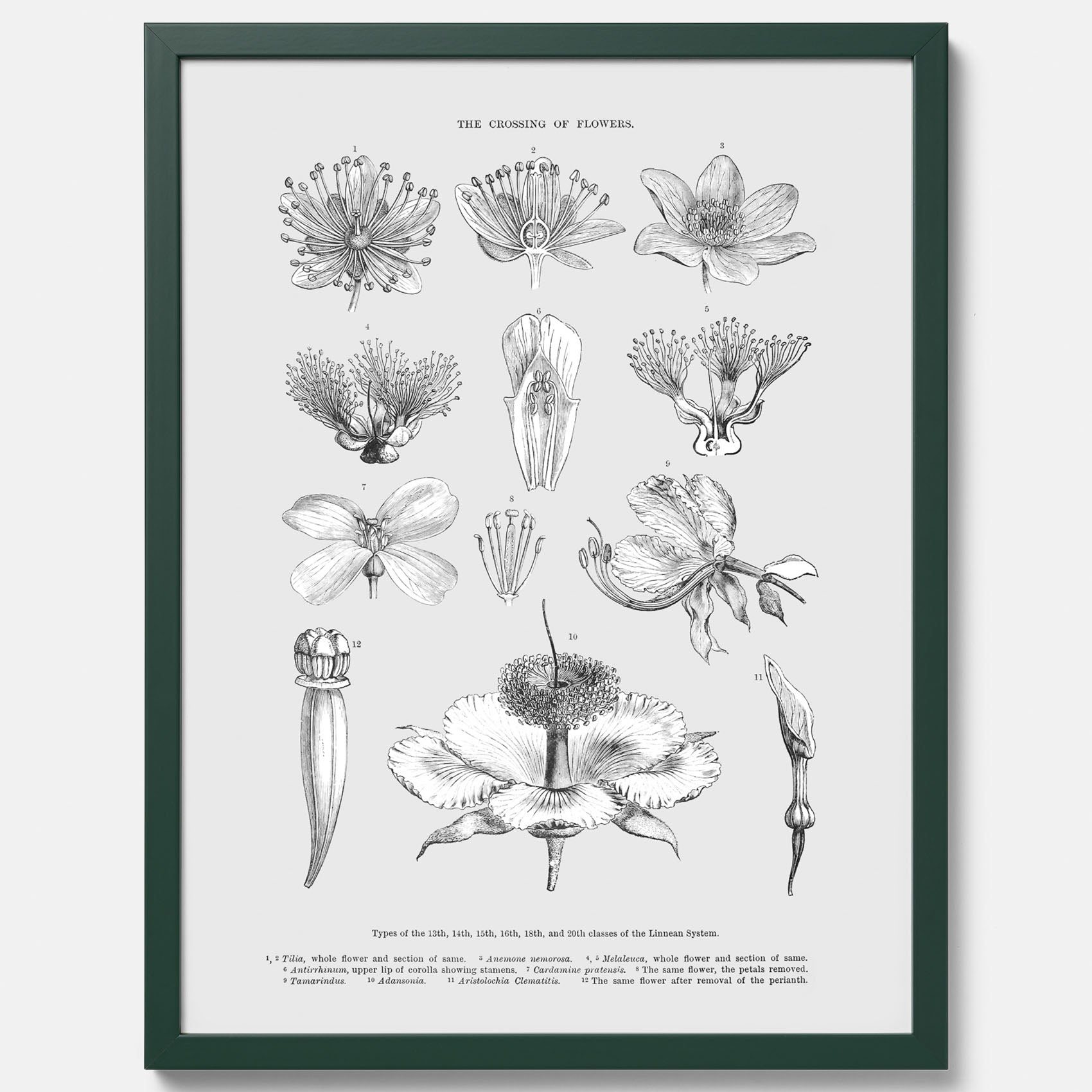 En vintageposter som föreställer blommor utifrån Linnésystemet (även kallad Linnés sexualsystem)