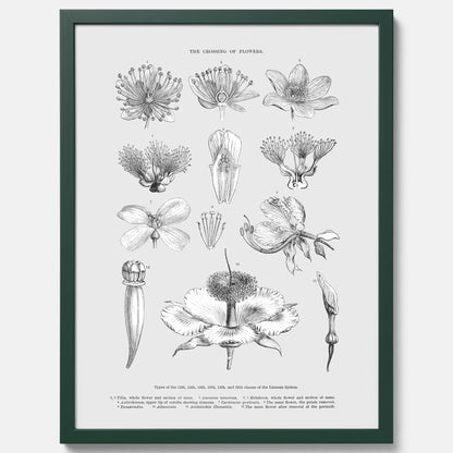 En vintageposter som föreställer blommor utifrån Linnésystemet (även kallad Linnés sexualsystem)