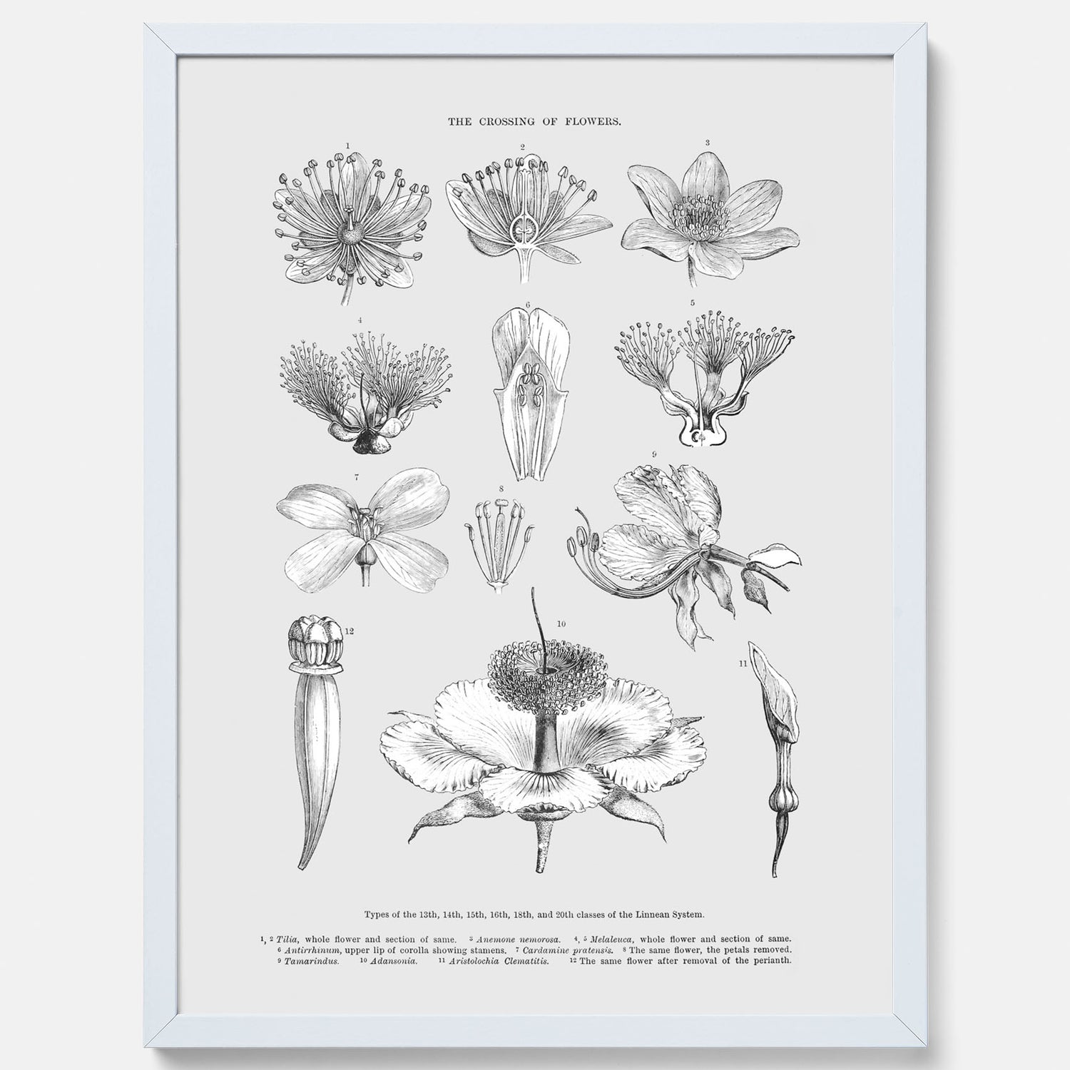 En vintageposter som föreställer blommor utifrån Linnésystemet (även kallad Linnés sexualsystem)