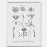 En vintageposter som föreställer blommor utifrån Linnésystemet (även kallad Linnés sexualsystem)