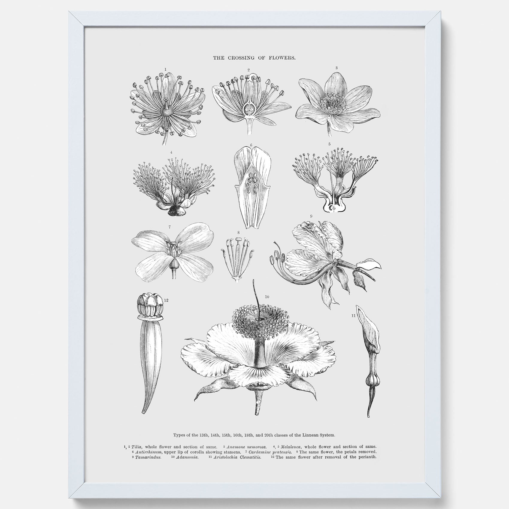 En vintageposter som föreställer blommor utifrån Linnésystemet (även kallad Linnés sexualsystem)