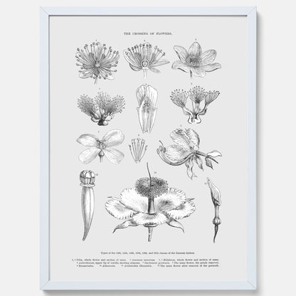 En vintageposter som föreställer blommor utifrån Linnésystemet (även kallad Linnés sexualsystem)
