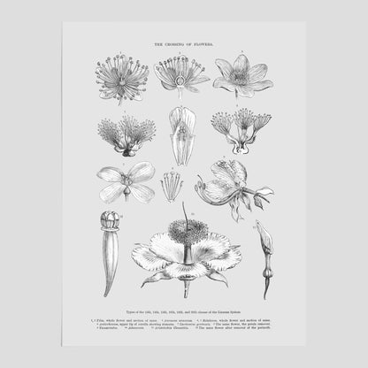 En vintageposter som föreställer blommor utifrån Linnésystemet (även kallad Linnés sexualsystem)