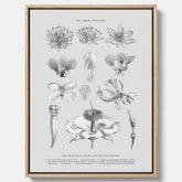 En vintageposter i canvas som föreställer blommor utifrån Linnésystemet (även kallad Linnés sexualsystem)