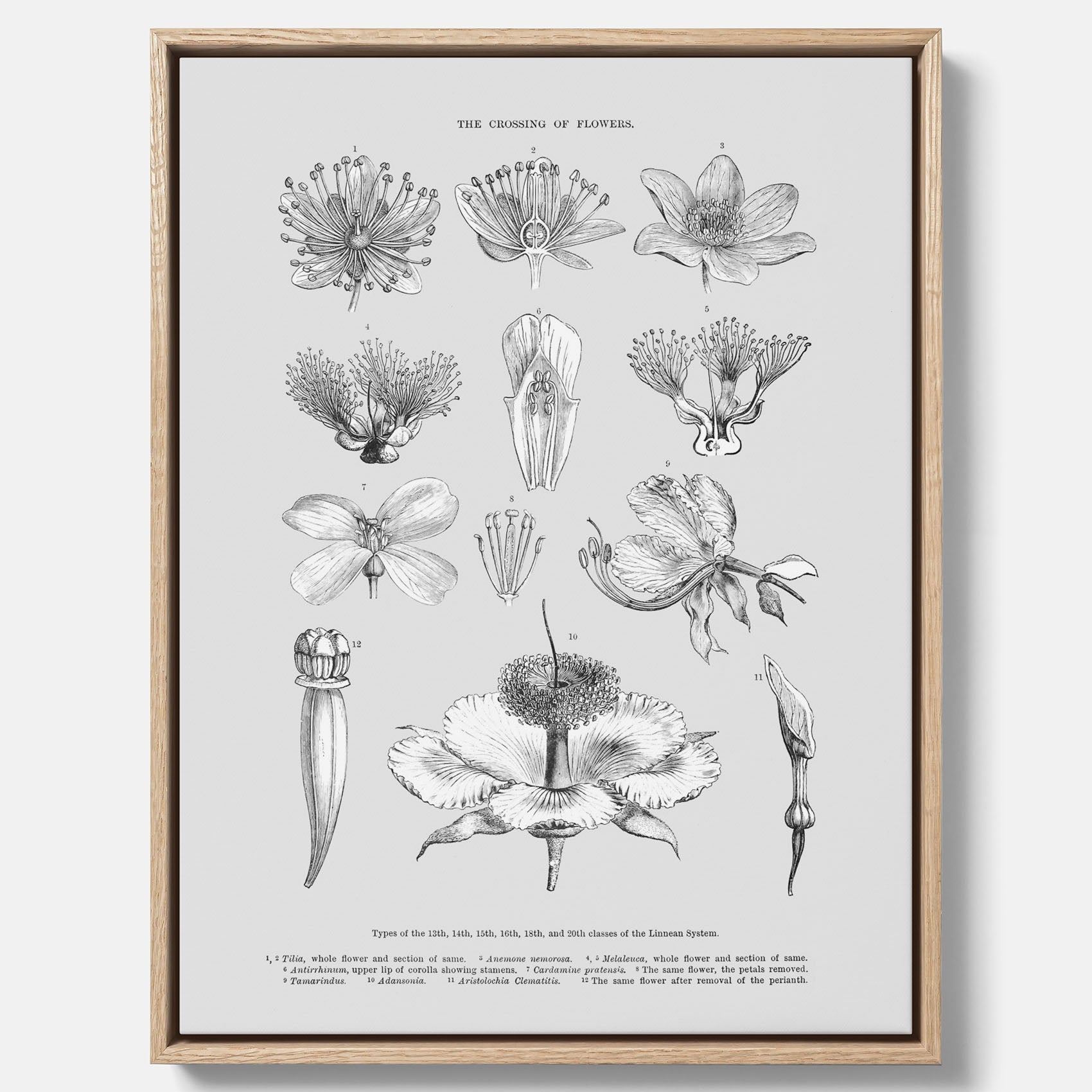 En vintageposter i canvas som föreställer blommor utifrån Linnésystemet (även kallad Linnés sexualsystem)