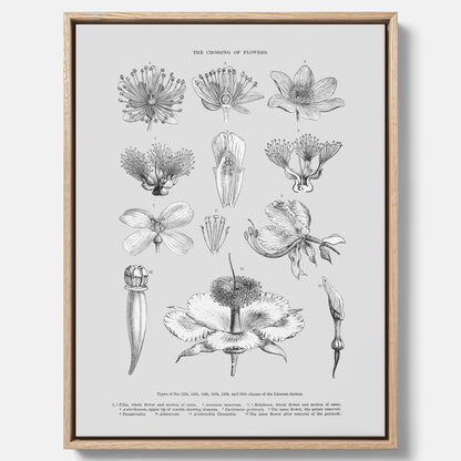 En vintageposter i canvas som föreställer blommor utifrån Linnésystemet (även kallad Linnés sexualsystem)