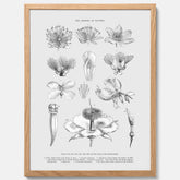 En vintageposter som föreställer blommor utifrån Linnésystemet (även kallad Linnés sexualsystem)