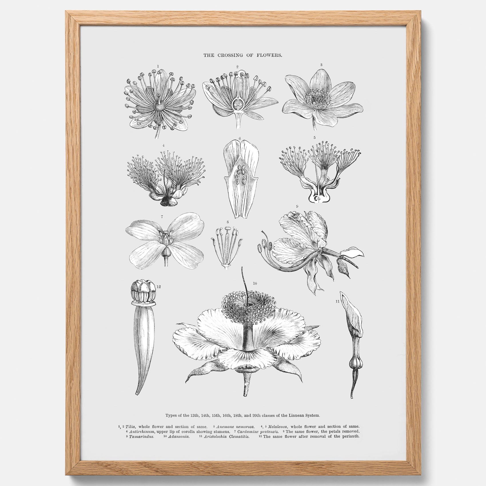 En vintageposter som föreställer blommor utifrån Linnésystemet (även kallad Linnés sexualsystem)