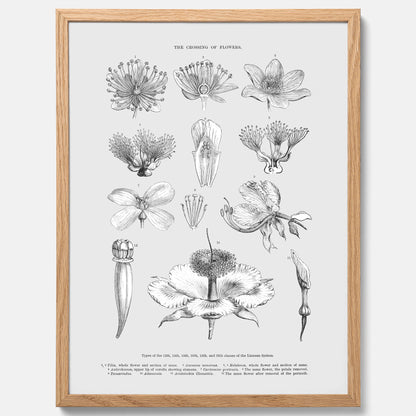 En vintageposter som föreställer blommor utifrån Linnésystemet (även kallad Linnés sexualsystem)