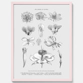 En vintageposter som föreställer blommor utifrån Linnésystemet (även kallad Linnés sexualsystem)