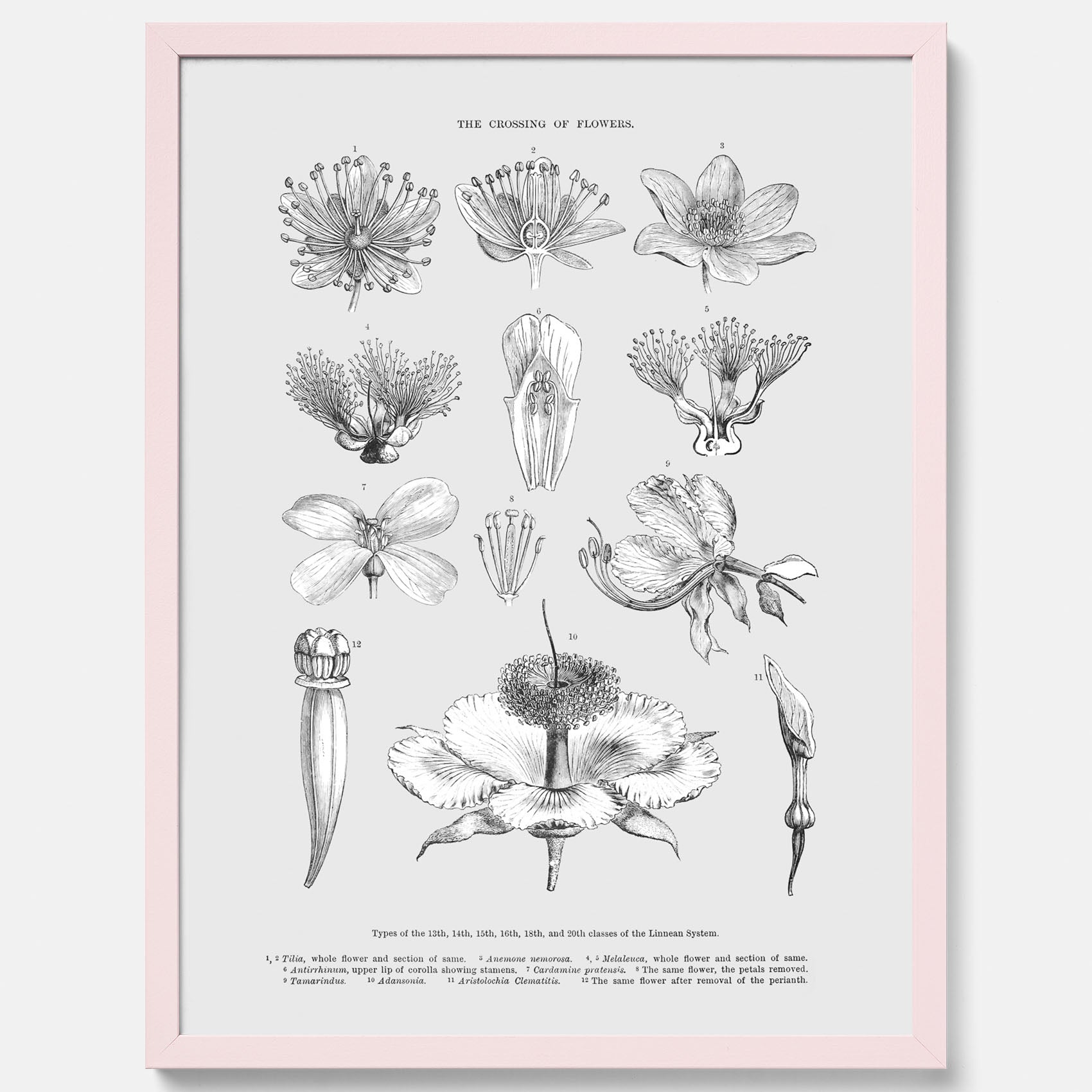 En vintageposter som föreställer blommor utifrån Linnésystemet (även kallad Linnés sexualsystem)