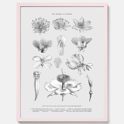 En vintageposter som föreställer blommor utifrån Linnésystemet (även kallad Linnés sexualsystem)
