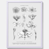 En vintageposter som föreställer blommor utifrån Linnésystemet (även kallad Linnés sexualsystem)