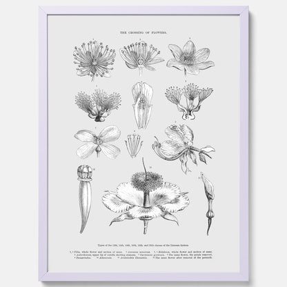 En vintageposter som föreställer blommor utifrån Linnésystemet (även kallad Linnés sexualsystem)