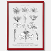 En vintageposter som föreställer blommor utifrån Linnésystemet (även kallad Linnés sexualsystem)
