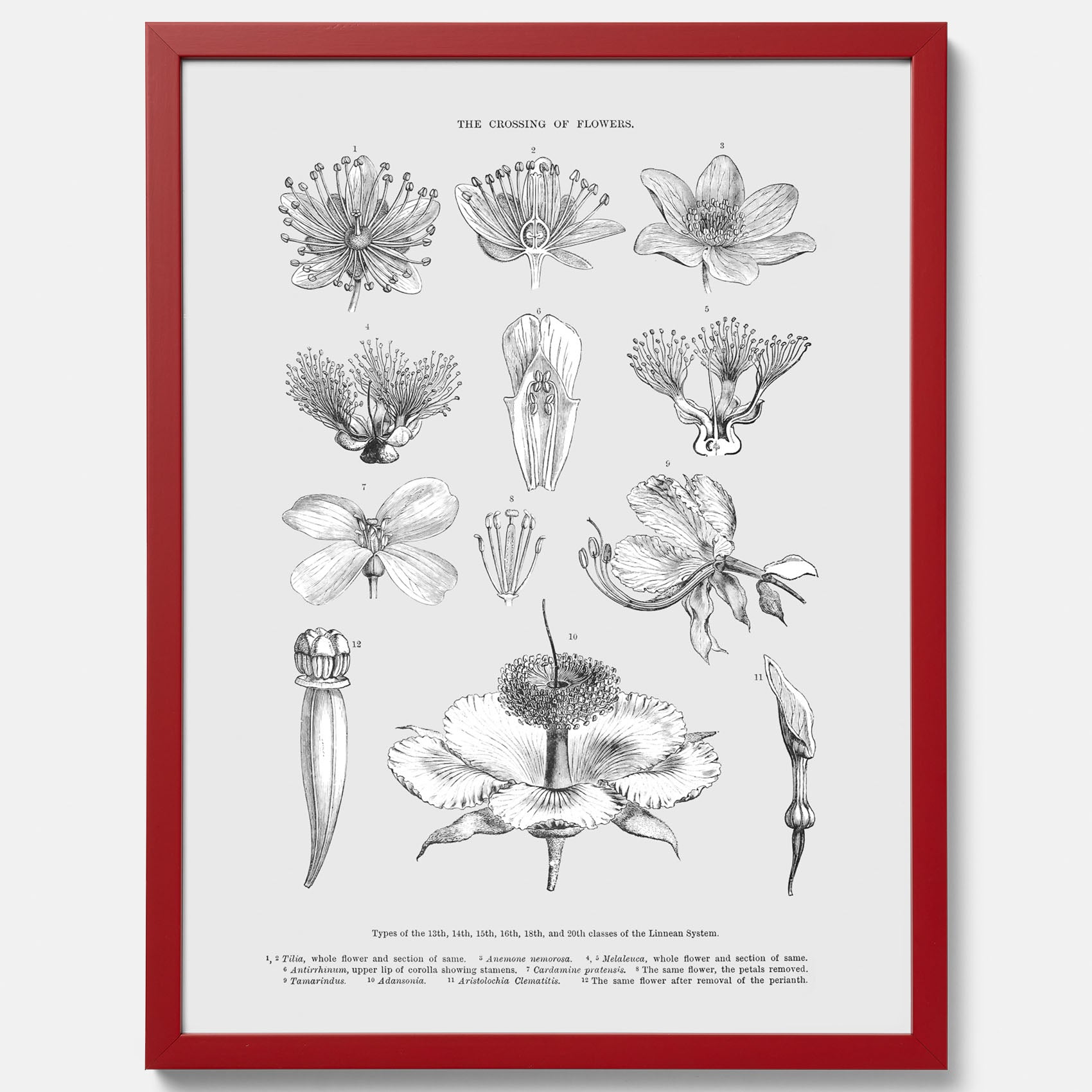 En vintageposter som föreställer blommor utifrån Linnésystemet (även kallad Linnés sexualsystem)