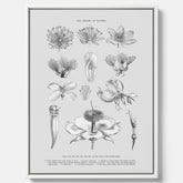 En vintageposter i canvas som föreställer blommor utifrån Linnésystemet (även kallad Linnés sexualsystem)