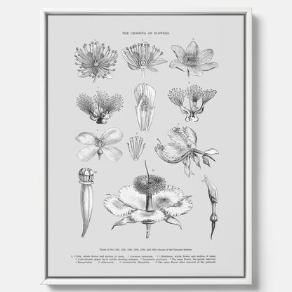En vintageposter i canvas som föreställer blommor utifrån Linnésystemet (även kallad Linnés sexualsystem)