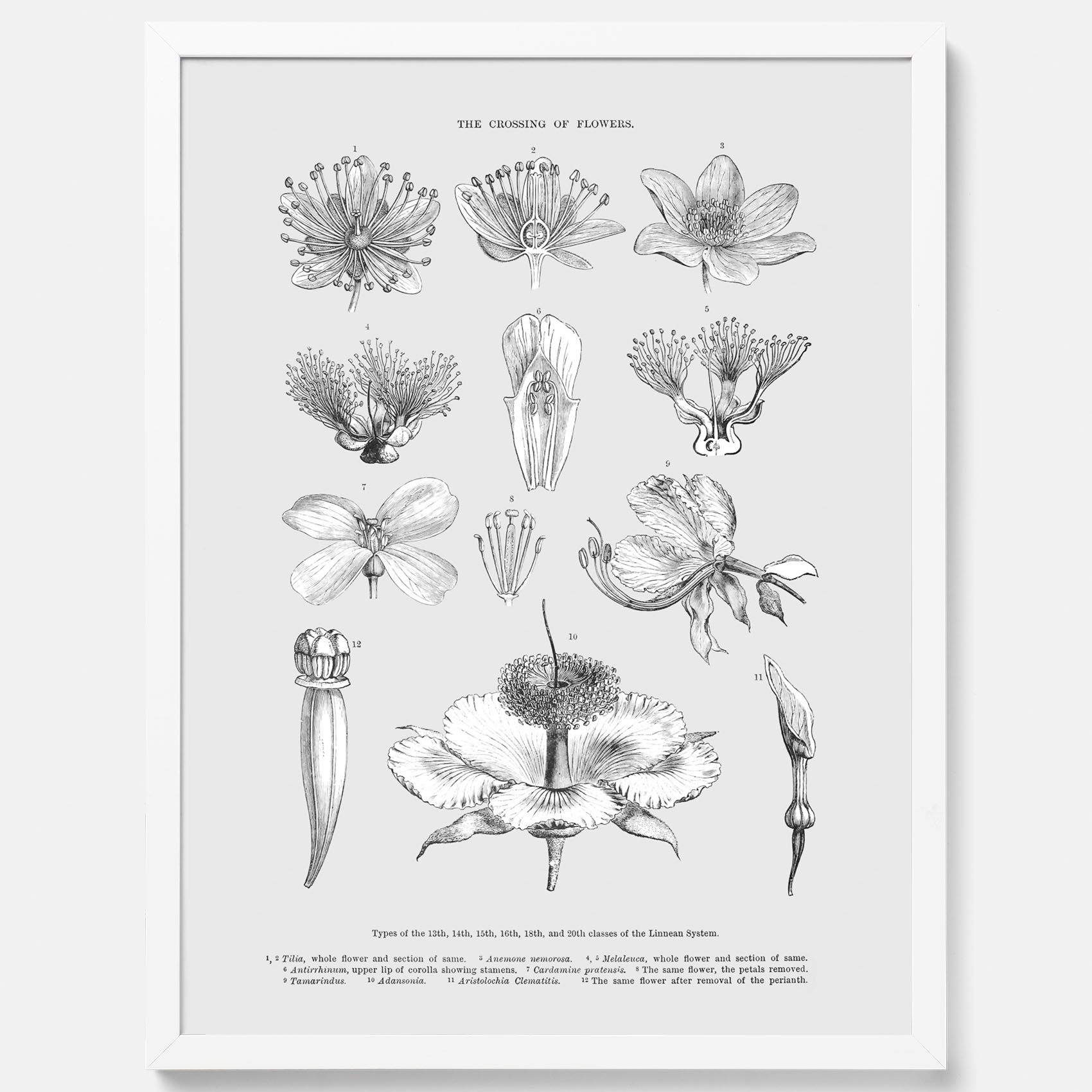 En vintageposter som föreställer blommor utifrån Linnésystemet (även kallad Linnés sexualsystem)