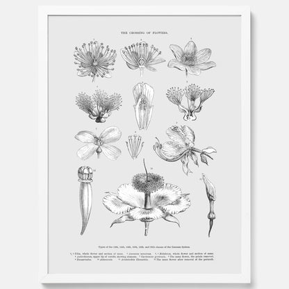 En vintageposter som föreställer blommor utifrån Linnésystemet (även kallad Linnés sexualsystem)