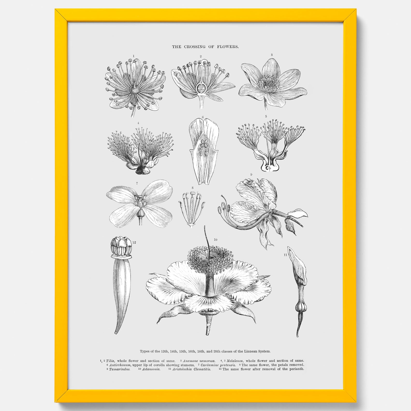 En vintageposter som föreställer blommor utifrån Linnésystemet (även kallad Linnés sexualsystem)