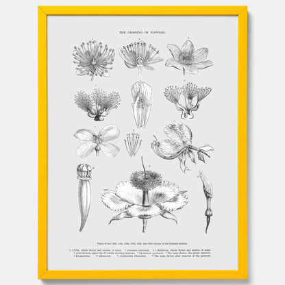 En vintageposter som föreställer blommor utifrån Linnésystemet (även kallad Linnés sexualsystem)