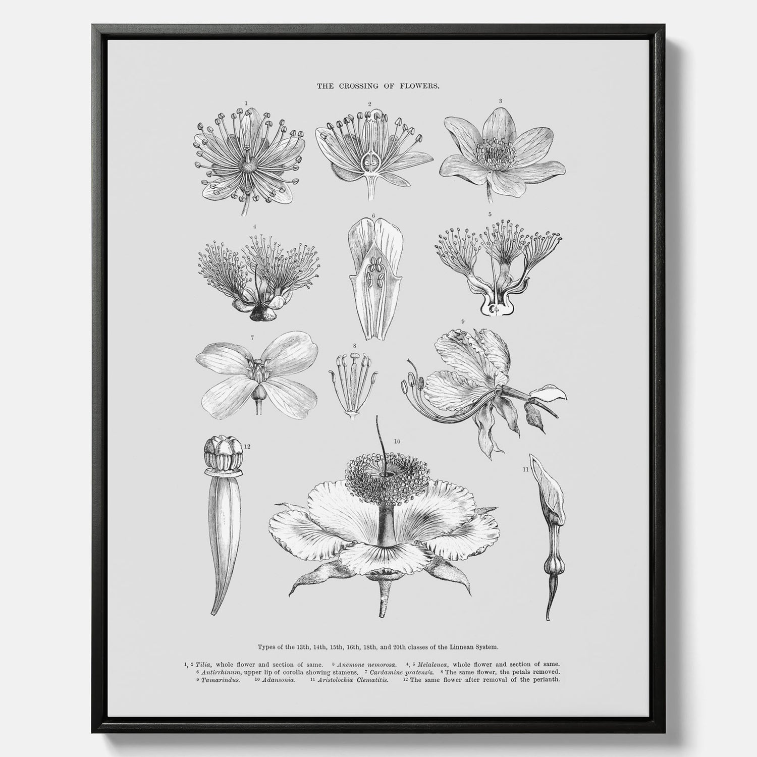 En vintageposter i canvas som föreställer blommor utifrån Linnésystemet (även kallad Linnés sexualsystem)