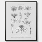 En vintageposter i canvas som föreställer blommor utifrån Linnésystemet (även kallad Linnés sexualsystem)