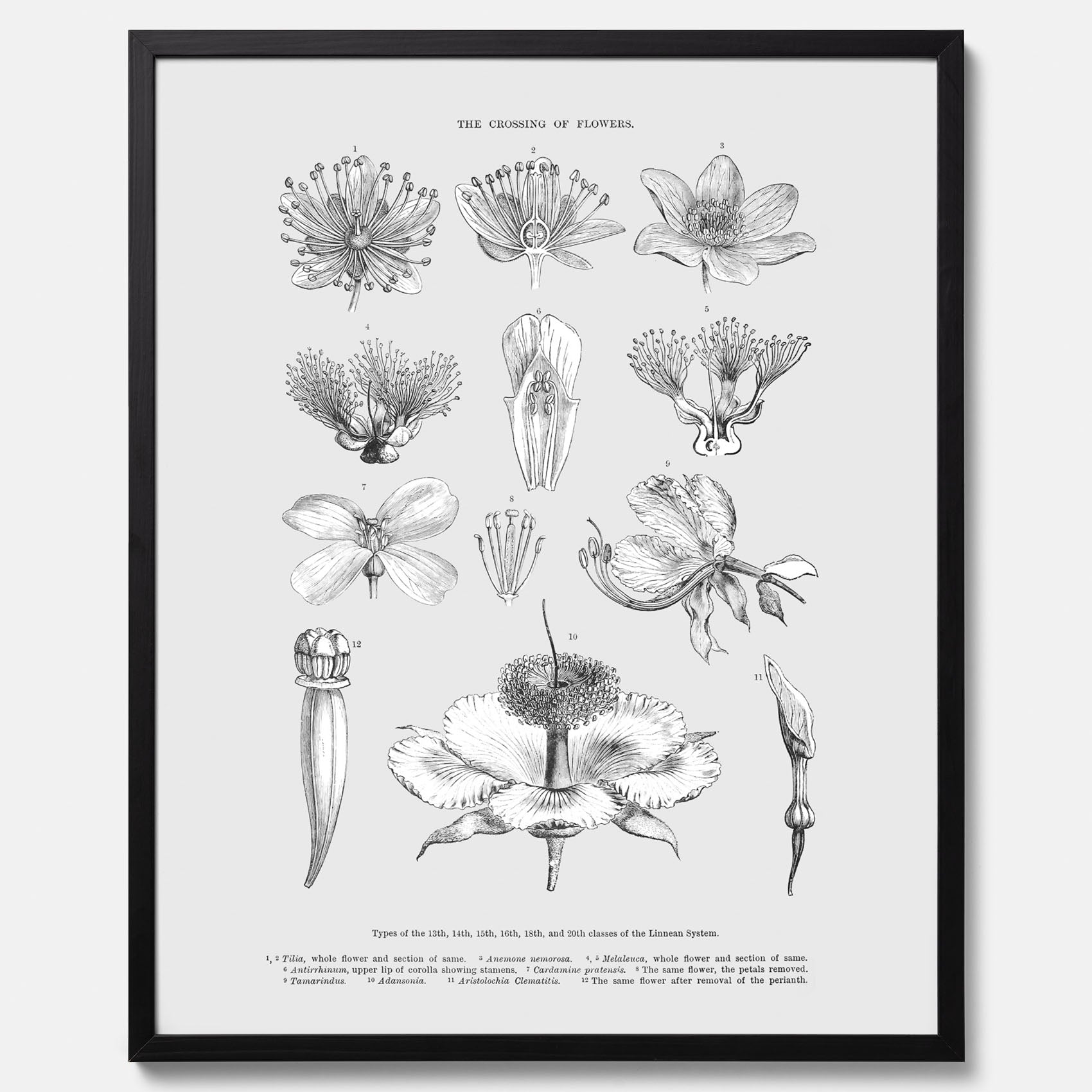 En vintageposter som föreställer blommor utifrån Linnésystemet (även kallad Linnés sexualsystem)