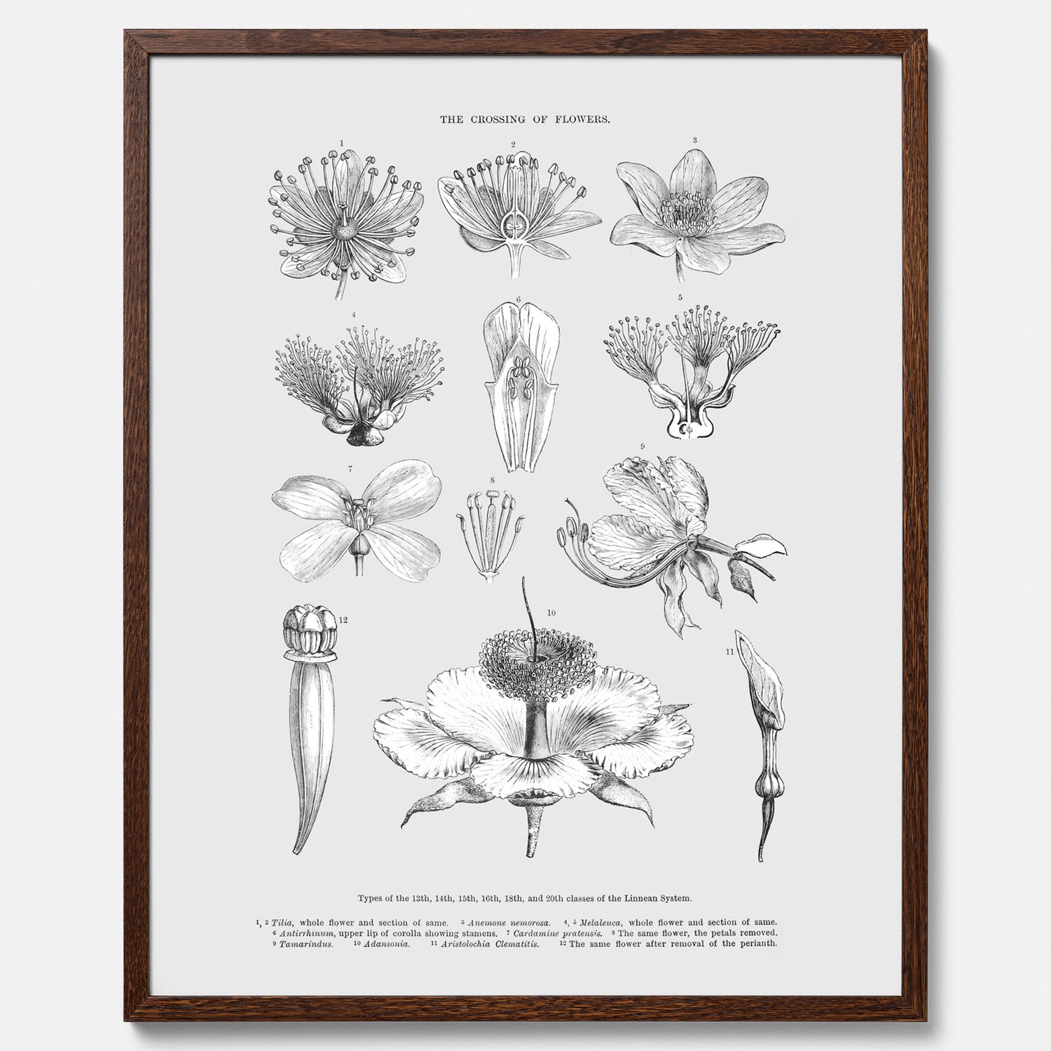 En vintageposter som föreställer blommor utifrån Linnésystemet (även kallad Linnés sexualsystem)