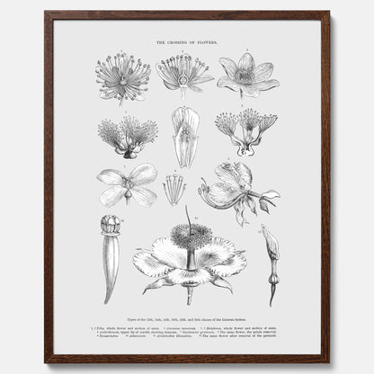 En vintageposter som föreställer blommor utifrån Linnésystemet (även kallad Linnés sexualsystem)