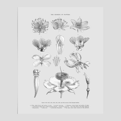 En vintageposter som föreställer blommor utifrån Linnésystemet (även kallad Linnés sexualsystem)