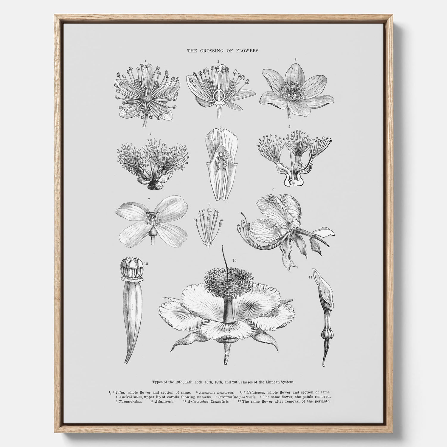 En vintageposter i canvas som föreställer blommor utifrån Linnésystemet (även kallad Linnés sexualsystem)