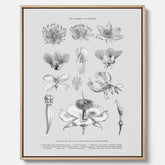 En vintageposter i canvas som föreställer blommor utifrån Linnésystemet (även kallad Linnés sexualsystem)
