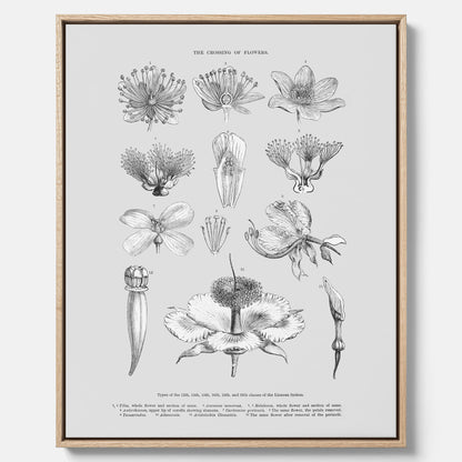 En vintageposter i canvas som föreställer blommor utifrån Linnésystemet (även kallad Linnés sexualsystem)