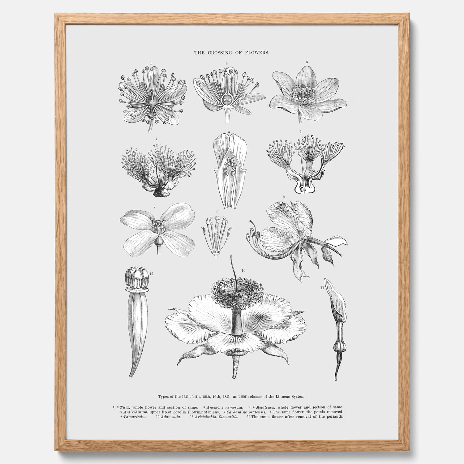 En vintageposter som föreställer blommor utifrån Linnésystemet (även kallad Linnés sexualsystem)