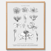 En vintageposter som föreställer blommor utifrån Linnésystemet (även kallad Linnés sexualsystem)