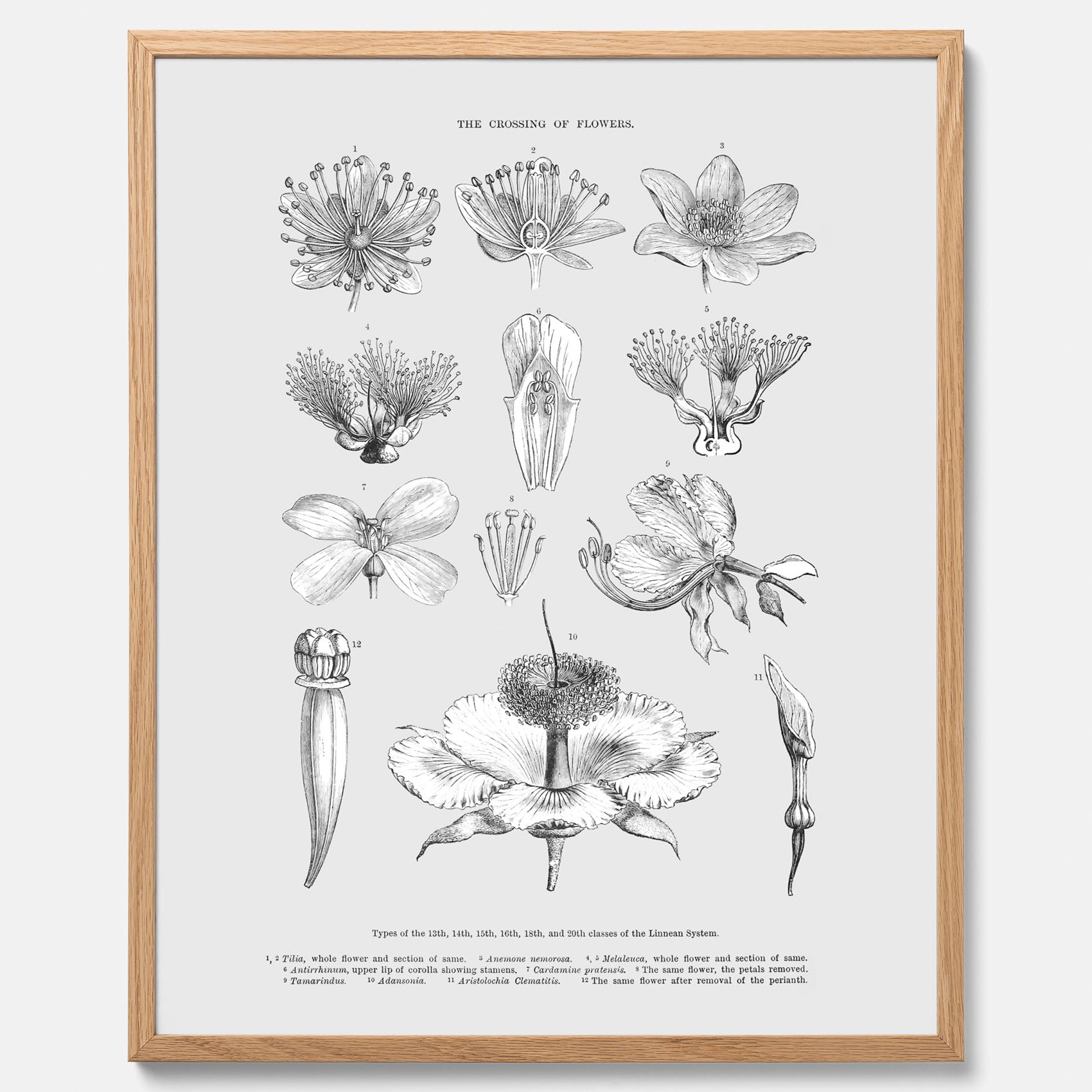 En vintageposter som föreställer blommor utifrån Linnésystemet (även kallad Linnés sexualsystem)