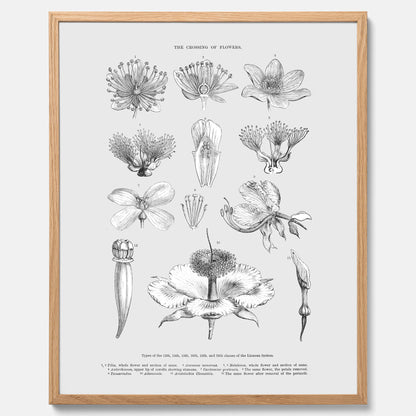 En vintageposter som föreställer blommor utifrån Linnésystemet (även kallad Linnés sexualsystem)