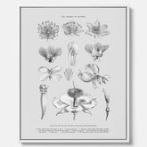 En vintageposter i canvas som föreställer blommor utifrån Linnésystemet (även kallad Linnés sexualsystem)