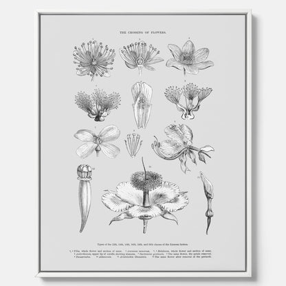 En vintageposter i canvas som föreställer blommor utifrån Linnésystemet (även kallad Linnés sexualsystem)