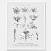 En vintageposter som föreställer blommor utifrån Linnésystemet (även kallad Linnés sexualsystem)